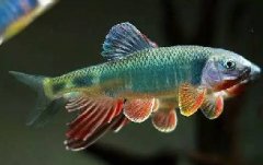 马口鱼