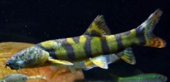 长薄鳅 Leptobotia elongata