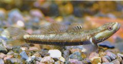 乌岩岭吻虾虎鱼Rhinogobius wuyanlingensis