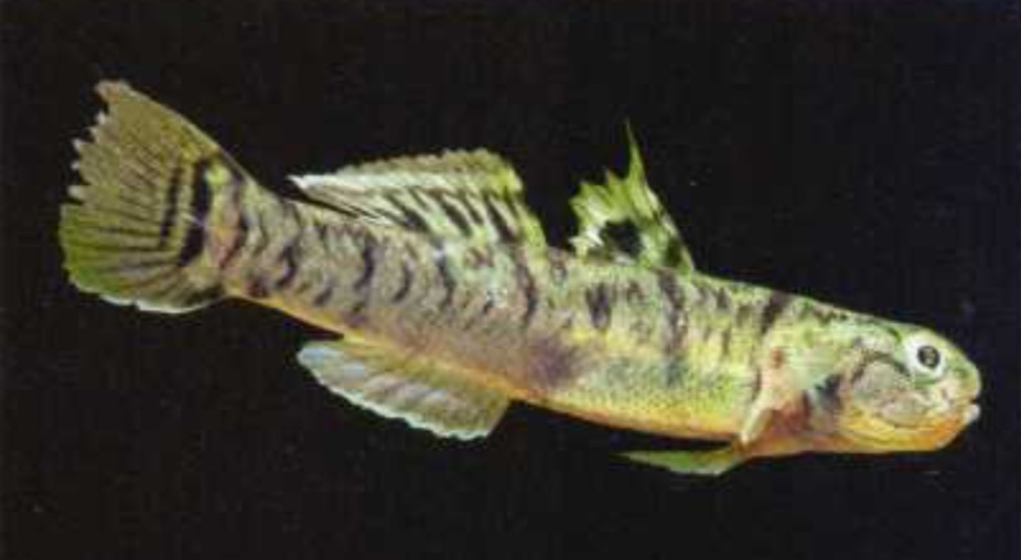 诸氏鲻虾虎鱼Mugilogobius chulae