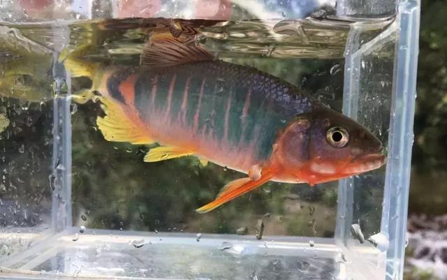 原生特辑：八月鱲艳
