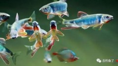 水中精灵宽鳍鱲，为何能成为中国“最美”原生鱼？